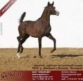 Лошади на продажу, арабский жеребчик Вереск 2012 г (3 фотографии)