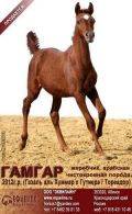 Лошади на продажу, арабский жеребчик Гамгар 2012 г (3 фотографии)