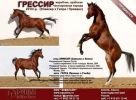 Лошади на продажу, арабский жеребчик Грэссир 2010 (3 фотографии)